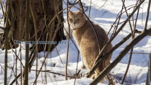 Рыжий котик в Ульяновском лесопарке