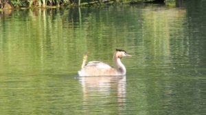 Чомга машет лапой 2022.08.16 #grebe