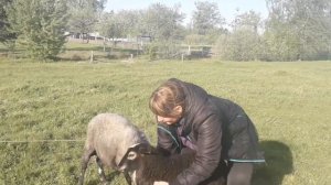 Выгодно ли Держать Одну Овечку ?