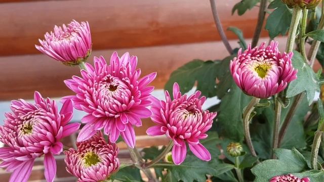 Зимовка закончилась/Как перезимовали хризантемы мультифлоры и корейские смотреть онлайн