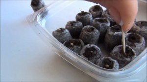 Миниатюрные ПЕРЕЦ СЛАДКИЙ и ТОМАТЫ сеем в таблетки для выращивания ДОМА