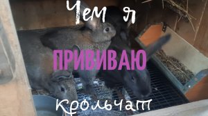 Содержание и уход за кроликами на моей мини ферме.