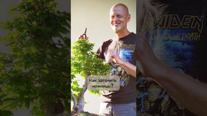 Как заточить ножницы? #бонсай #bonsai #ниваки #сад #андрейдарусенков #ландшафтныйдизайн