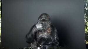 Горилла жестами обращается к человечеству о спасении планеты