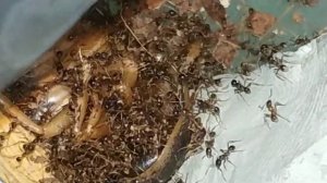 Каребары кушают ) / Муравей-мародёр / Carebara diversa (Pheidologeton diversus)