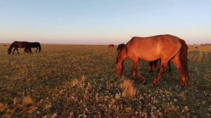 Кубок, жеребёнок породы Русский тяжеловоз.
