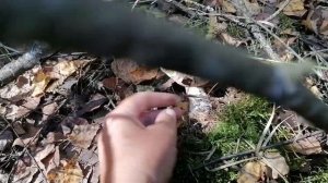 Посадили споры боровиков на участке и в этом году получили урожай! ? Боровички в сентябрьском лесу.