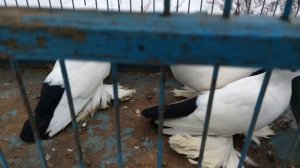 Воронежские зоревые чернохвостые