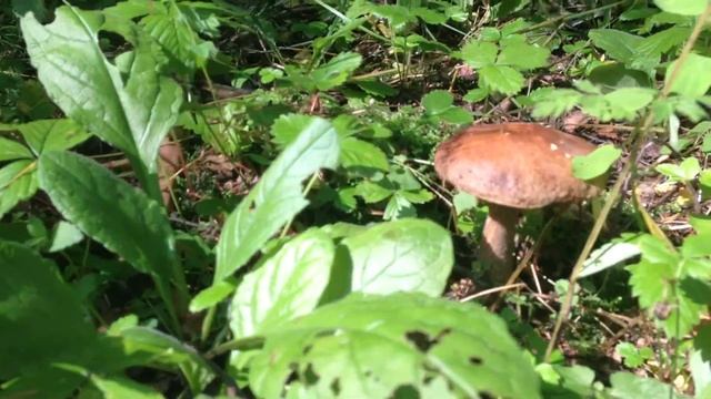 Грибы в лесу. смотреть онлайн