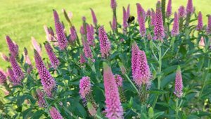 Veronika „First Love“ (Veronica spicata) 2021 07 22