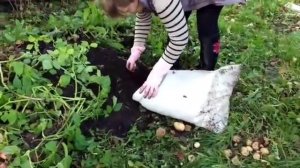 Итог выращивания картофеля в мешках.