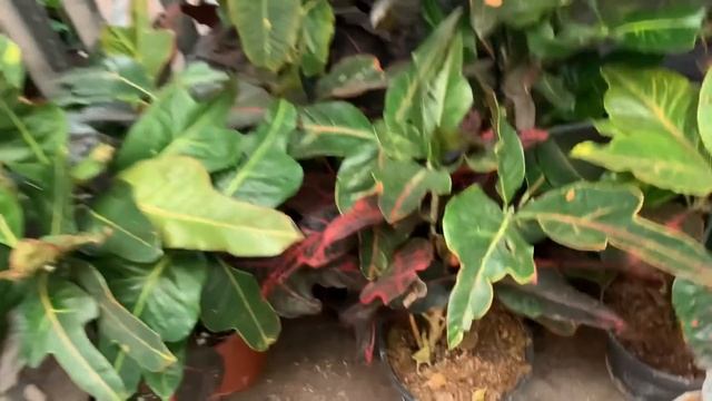 ПРИВОЗ ОРХИДЕЙ в ОБИ Лахта (СПБ) 13.05.21. Море орхидей! Приглашаю на цветочный променад. смотреть онлайн