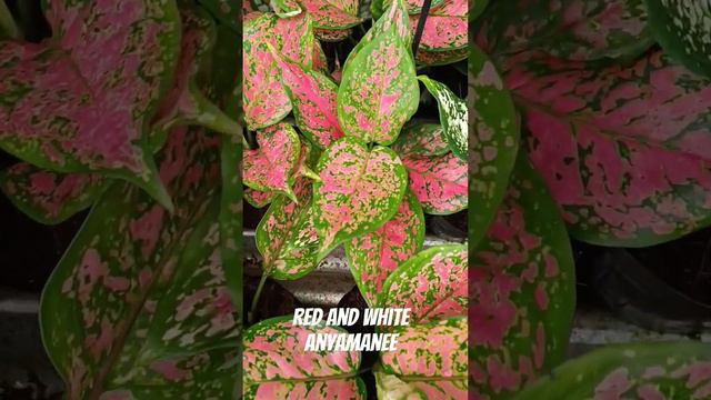 Red and White Anyamanee #subscribe #subscribetomychannel #subscribe_now