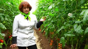 Томат Волшебная арфа. Гипоаллергенный коктельный томат оранжевого цвета от агрофирмы Поиск.