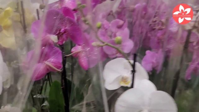Обзор орхидей в ОБИ на Варшавском шоссе в Москве 28.12.21 смотреть онлайн
