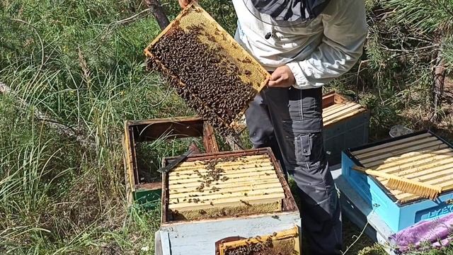 Подготовка пчёл к зимовке. Отбор мёда, формирование гнёзда, перед закормом. смотреть онлайн