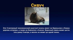 Презентация на тему животные красной книги России