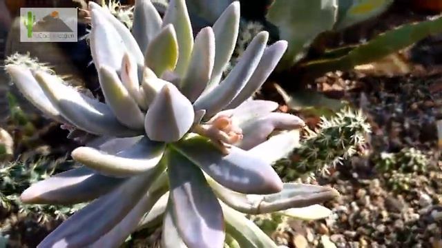 Graptosedum 'Francesco Baldi', croissance hivernale смотреть онлайн