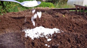 Пушёнка - единственный осенний спаситель моего огорода! Применение извести на огороде осенью!