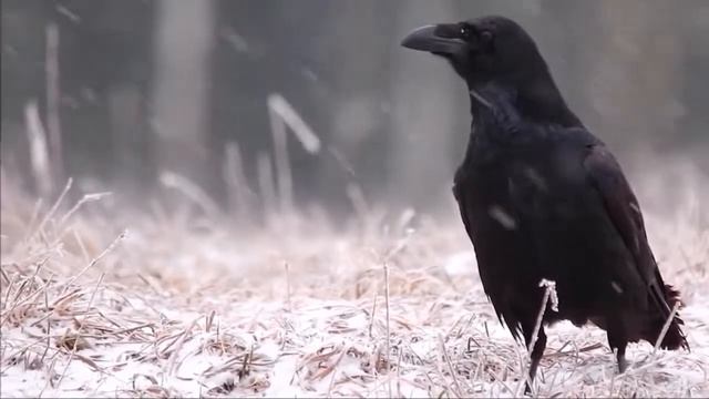 За дальней пристанью Весна! смотреть онлайн