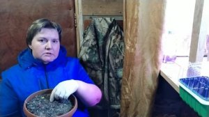 проращиваем клубневую бегонию