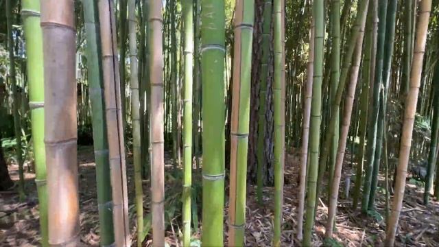 Абхазия отдых летом 2023 смотреть онлайн