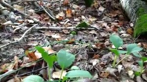при женском и мужском бесплодии, сахарном диабете... Грушанка круглолистная