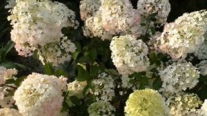 Миниатюрная гортензия Бобо  и ее садовые партнеры.