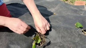 Сажаем батат из магнита. Черенки из лианы батата