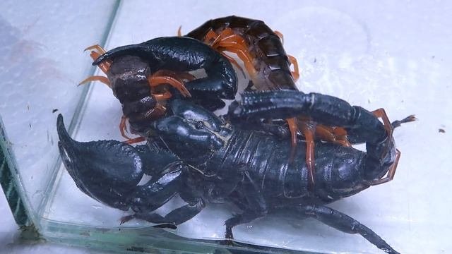 Black Scorpion And Centipede Scolopendra