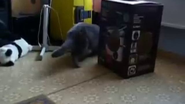 Еще кот и домовой смотреть онлайн