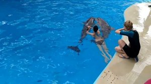 Купание с дельфинами в Анапском дельфинарии.