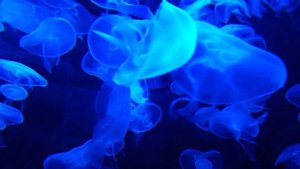 Танец медуз.mp4