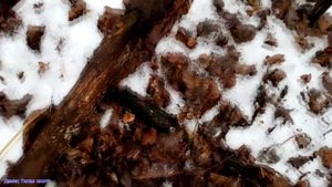 Говорушка буро-жёлтая | paralepista gilva