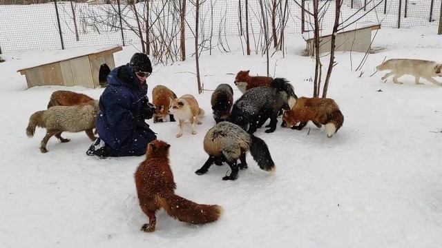 Лисы из Новолисья. Отвечаю про кровожадность лис, про лисят и как ведут себя лисы с гостями. смотреть онлайн