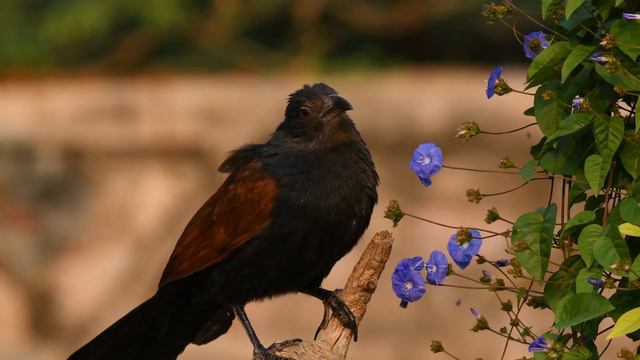 Garden birds on beautiful Jacquemontia flowers । Flowers and birds смотреть онлайн