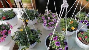 Атакует ТЛЯ мои долгожданные новинки Калибрахоа! Срочная обработка! Тля осыпалась уже через 2 часа.