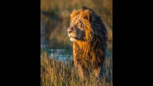 Кто сильнее лев или тигр ( научное видио)