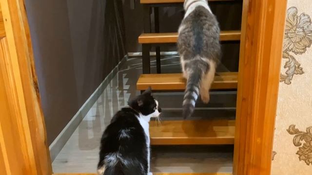 ИЗМЕНЕНИЯ на ЧЕРДАКЕ! РУМ ТУР и РЕАКЦИЯ КОТА МАЛЫША и КОШКИ МУРКИ на РЕМОНТ! ЧЕРДАК РАНЬШЕ VS СЕЙЧА