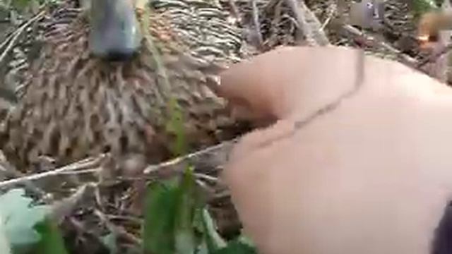 меня укусила утка смотреть онлайн