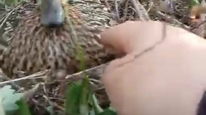 меня укусила утка