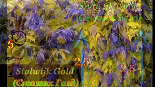 Самые красивые МОРОЗОСТОЙКИЕ клематисы 1 гуппы -БЕЗ ОБРЕЗКИ.FROST RESISTANT Clematis смотреть онлайн