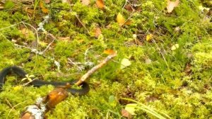 Болотная гадюка