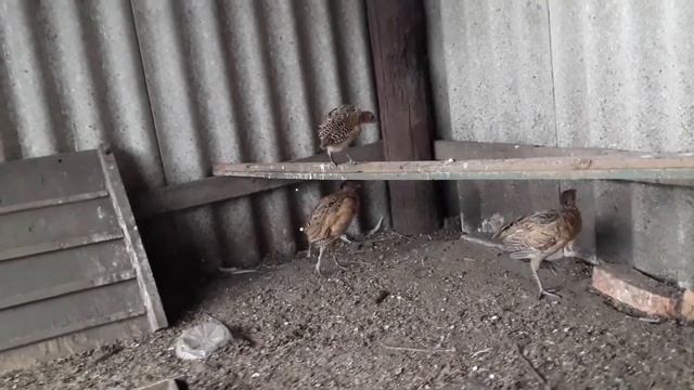 Фазанам 2 месяца , определяем пол . смотреть онлайн