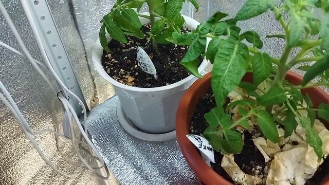 Томаты "Пиноккио", "Каменный цветок"порадовали меня первые наливающимися плодами. смотреть онлайн