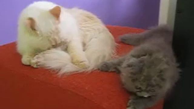 Snow e Candy - 15/01/2007 смотреть онлайн