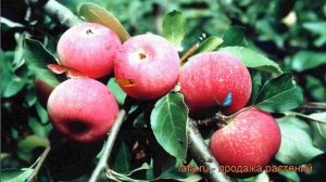 Яблоня обыкновенная Красная горка (malus) ? обзор: как сажать, саженцы яблони Красная горка