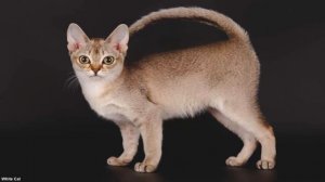 5 САМЫХ НЕОБЫЧНЫХ ПОРОД КОШЕК