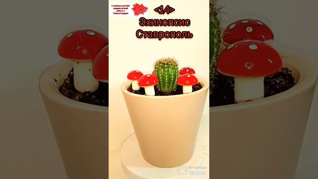Кактус ЭХИНОПСИС!