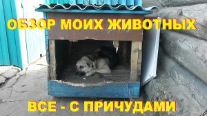 Свой дом. Обзор моих животных. Все с причудами.